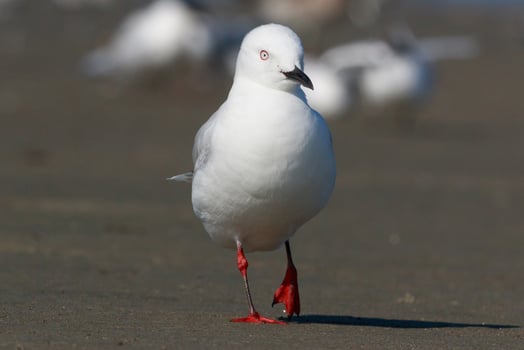 Black-billed Gull Endemic to New Zealand photo