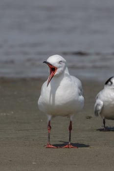 Black-billed Gull Endemic to New Zealand photo