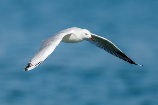 Black-billed Gull Endemic to New Zealand photo