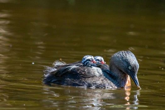 Dabchick New Zealand Grebe photo