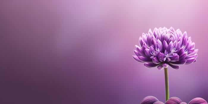 Beauty Arctostaphylos urva ursi flower, garden decoration, copy space blurred background, photo