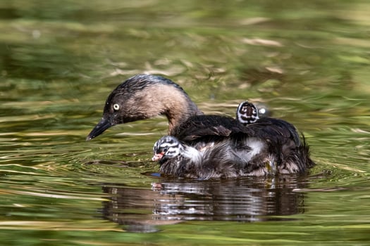 Dabchick New Zealand Grebe photo