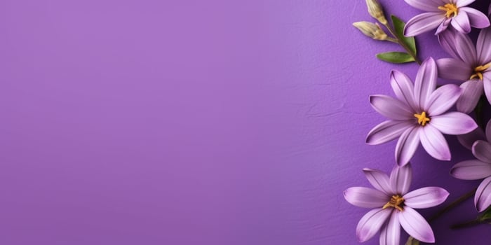 Beauty Anaphalis Javanica flower, garden decoration, copy space blurred background, photo