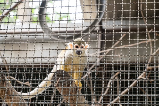 Squirrel Monkey hold timber photo
