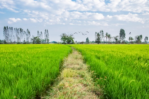 Green rice fields and flocks of birds flying photo