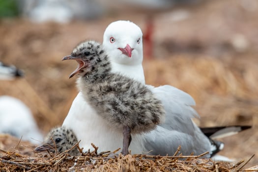 Red-billed Gull in New Zealand photo