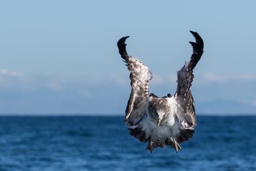 Southern Black Backed Gull photo
