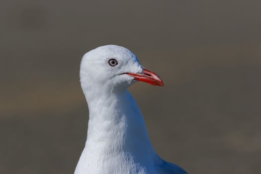 Red Billed Gull in New Zealand photo