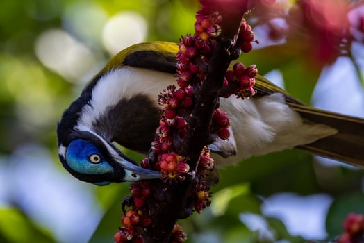 Blue Faced Honeyeater photo