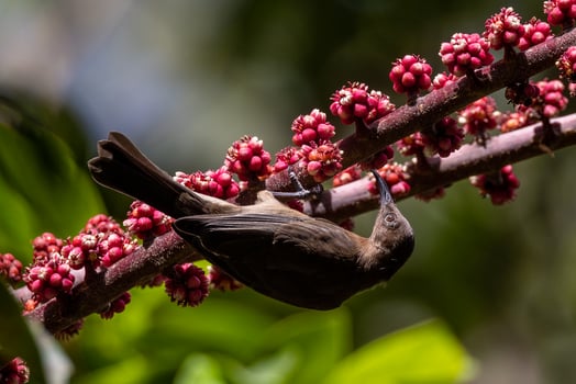 Dusky Honeyeater in Australia photo