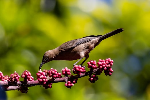 Dusky Honeyeater in Australia photo