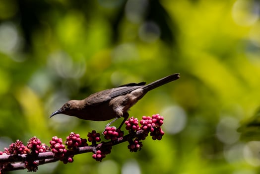 Dusky Honeyeater in Australia photo