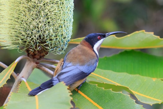 Eastern Spinebill in Australia photo