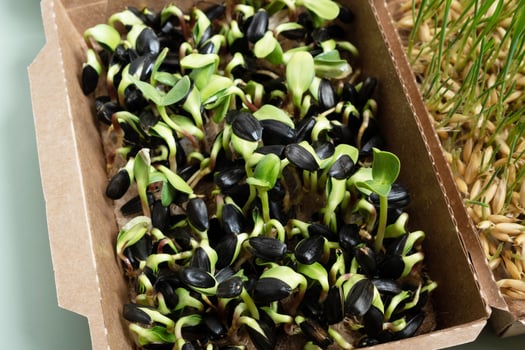 Sprouted microgreens of sunflower on the 6th day. The superfood is grown at home photo