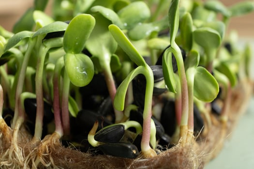 Sprouted microgreens of sunflower. Superfood is grown at home. Macro photo close-up