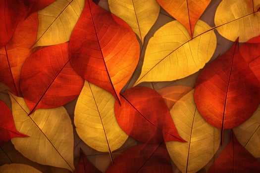 Autumn Leaves Background. Illustration photo