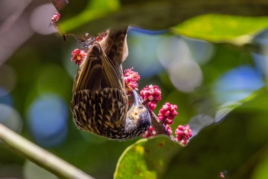 Macleay's Honeyeater in Australia photo