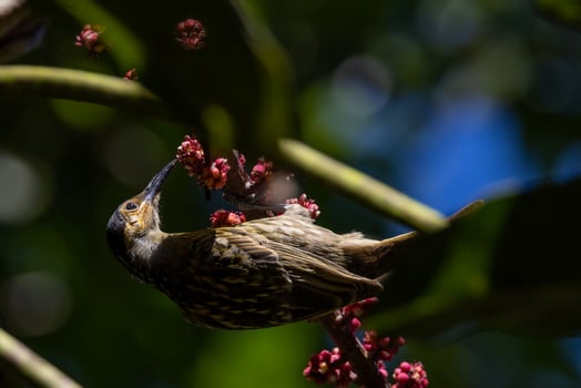 Macleay's Honeyeater in Australia photo