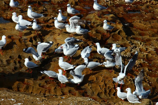 Silver Gull in Australia photo