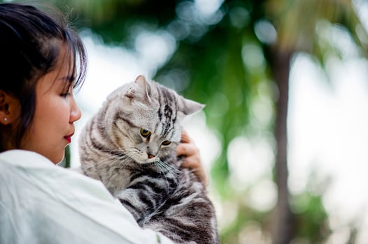 Woman holding cat playing at home with love for cats The smile glints in his bond with his fluffy pet cat. The relationship of people and cats, cat owners, domestic cats, fat cats photo