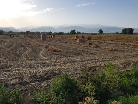 Farmers picking garlic in the Vega de Granada using a tractor. photo