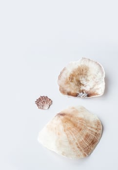 Seashells aesthetic. Minimalistic still life of sea shells. photo