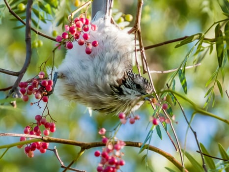 Striped Honeyeater in Australia photo