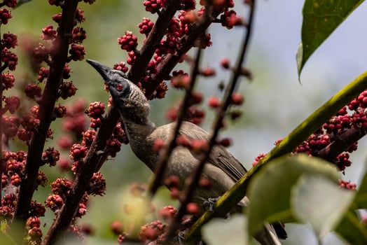Helmeted Friarbird in Australia photo
