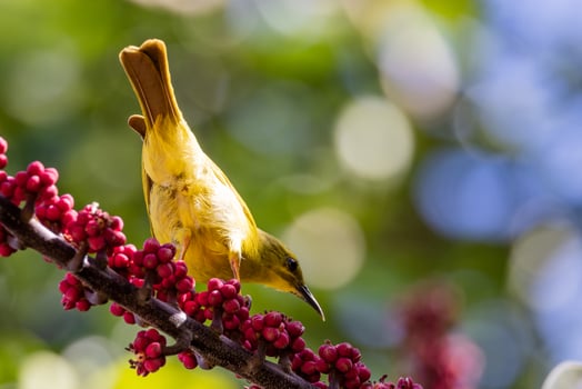 Yellow Honeyeater in Australia photo