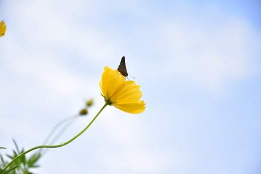 Yellow cosmos flower photo