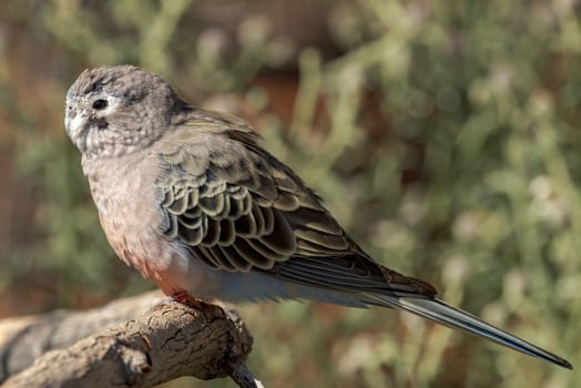 Bourke's Parrot in Australia photo