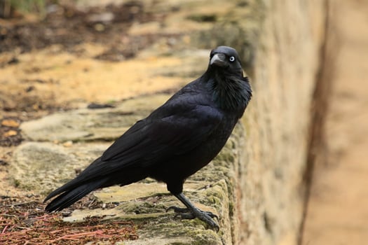 Australian Raven in Australia photo