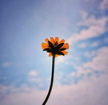 Blooming flower in nature photo