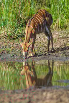 Nyala female drinking, Kruger National Park, South Africa photo