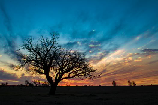 a tree in a field at sunset photo