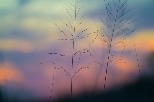 grass in the sunset photo