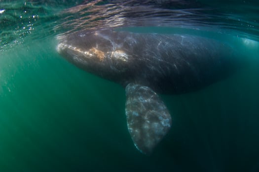 a gray whale swimming in the ocean photo