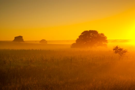 a field with a tree in the middle of it photo