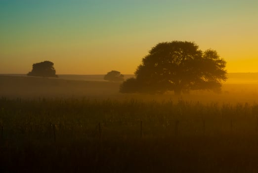 a field with a tree in the middle of it photo