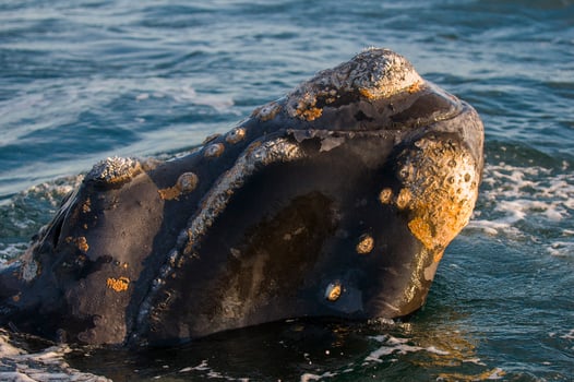 a whale in the water photo