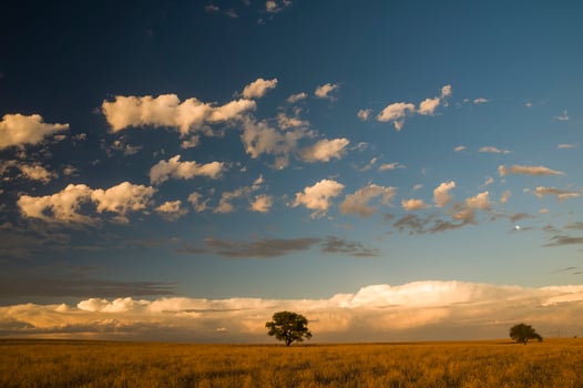 a lone tree in a field with a blue sky photo