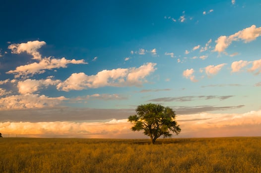 a lone tree in a field with a blue sky photo