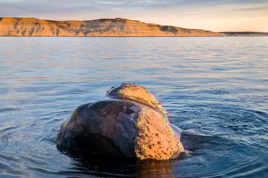 Big whale jumping in the water photo
