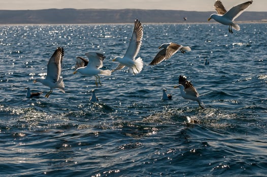 a flock of birds flying over the water photo
