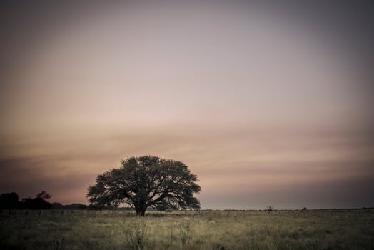 Pampas tree sunset landscape, La Pampa Province, Patagonia,  Argentina photo