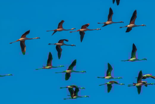 a flock of flamingos flying in the sky photo