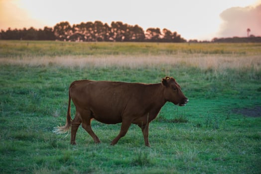 Cow portrait in Pampas Landscape, La Pampa Province, Patagonia, Argentina. photo