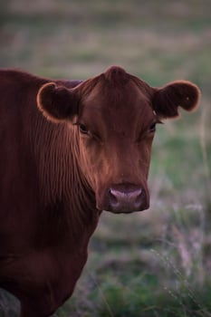 Cow portrait in Pampas Landscape, La Pampa Province, Patagonia, Argentina. photo