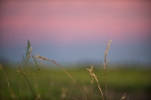 grass in the foreground of a sunset photo