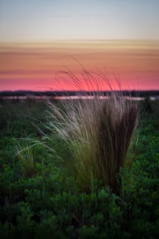 a grassy field with a sunset in the background photo